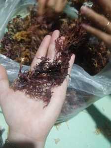 ถุงสาหร่ายทะเลเค็ม-caryln ห่อสาหร่ายแห้ง Irish Lactuca - Product Image 2