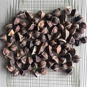 Graines de Moringa de culture fraîche pour la fabrication d'huile disponibles à la vente - Product Image 4