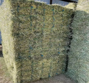 Fresh Harvest Alfalfa Hay / Sun-Dried and Natural for Pig <b>Farm</b> Feeding Direct Bulk Sale - Product Image 3
