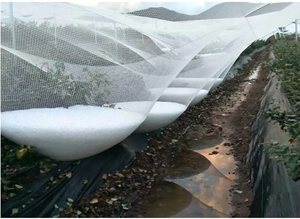 과일 나무 용 농업 우박 그물 포도원 과수원 농업용 우박 그물 - Product Image 5