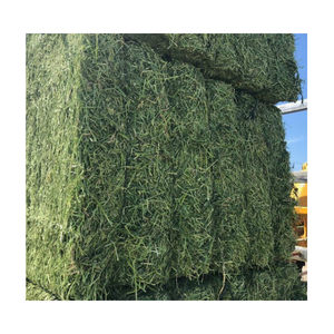 Superior Rhodes Grass Feed for Enhanced Performance in Cattle and Horses - Product Image 3