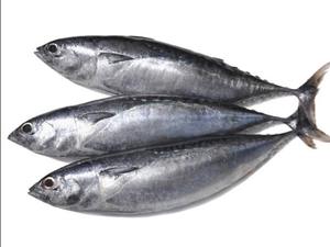 ปลาทูน่าปลาทะเลทั้งตัวแช่แข็ง - Product Image 3