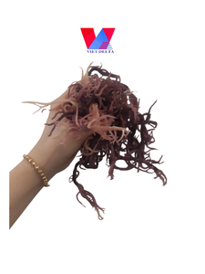 ผง Seamoss เกรดพรีเมี่ยมจำนวนมากสำหรับขาย/สกัดมอสจากเวียดนามมิสลิลลี่ - Product Image 2