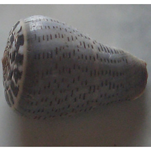 Conus Glaucus เปลือกหอยเปลือกหอยขัดเปลือกหอย conidae พร้อมลวดลายสีดำ/สีเข้มขนาด4-6ซม. - Product Image 3