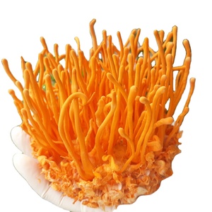 Imaherb Cordyceps Sinensis Extracto Suministro de fábrica Producto agrícola Suplemento de hongos - Product Image 1