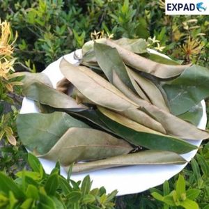 Comida saludable Buen PRECIO DE VIET NAM 100% Hojas de Guanábana secas orgánicas naturales - Product Image 2