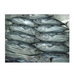 Poisson congelé entier rond de bonite, thon, skipjack - Product Image 3