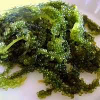 HAUTE VALEUR-RAISINS DE MER DU VIETNAM/CAVIAR VERT POUR L'EXPORTATION MONDIALE