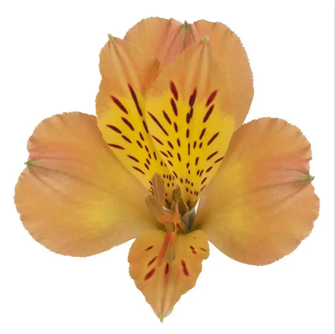 프리미엄 케냐 신선한 컷 Alstroemeria Bi 오렌지 소매 및 도매 신선한 컷 꽃 62cm 길이 오래 지속되는 꽃