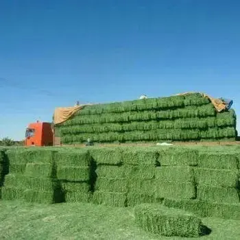 Jerami Alfalfa di harga sangat murah/kualitas rumput Rhodes Alfalfa
