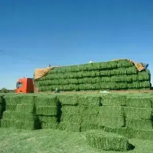 Alfalfa Hay at very cheap price / Quality Rhodes Grass Hay Alfalfa
