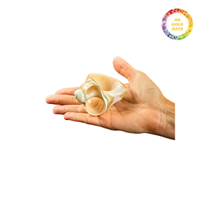 Elegante 99 Gold Data Seashell Servilleteros Shell pulido con estilo Angel - Product Image 1