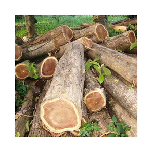Leña de padouk superior ofrecida para venta a granel a empresas de calefacción y energía - Product Image 1