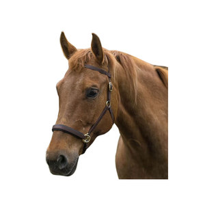 Última colección de cuero ajustable cómodo caballo ecuestre Bio PVC Thane brida para carreras de caballos - Product Image 1