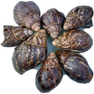 Caracóis inteiros congelados secos frescos e marisco gigante embalados em sacos para exportação