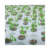 COCO Jiffy-arbre de planification de bloc vert or clair foncé pour serre 99GD, 100% prix de la menthe COCO biologique