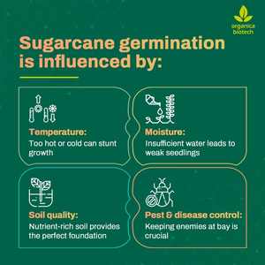 สารเพิ่มความอุดมสมบูรณ์ของดินสำหรับอ้อย - Product Image 3