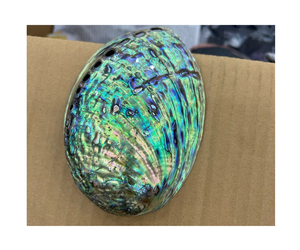 อัญมณีเปลือกหอยเป๋าฮื้อ-หินคริสตัลหรูหราสำหรับวันหยุดที่สมบูรณ์แบบ - Product Image 1