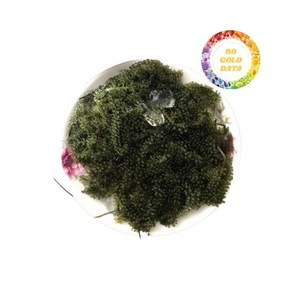 Uvas marinas de Vietnam Premium Producto de uva Marina deshidratada cosechada en áreas costeras con sabor natural y textura masticable - Product Image 2