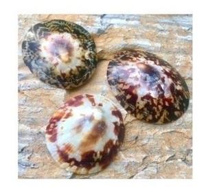 Coquillages naturels de haute qualité pour la décoration d'aquarium d'artisanat de bijoux et l'utilisation traditionnelle de soutien d'allaitement - Product Image 4