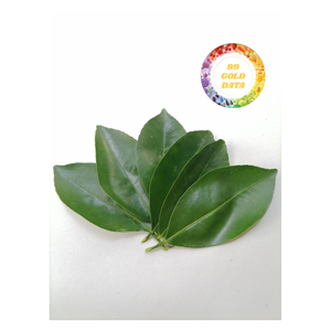 Hojas de limón secas y saludables naturales frescas 100% hierbas de Ceilán orgánicas naturales puras a buen precio - Product Image 1