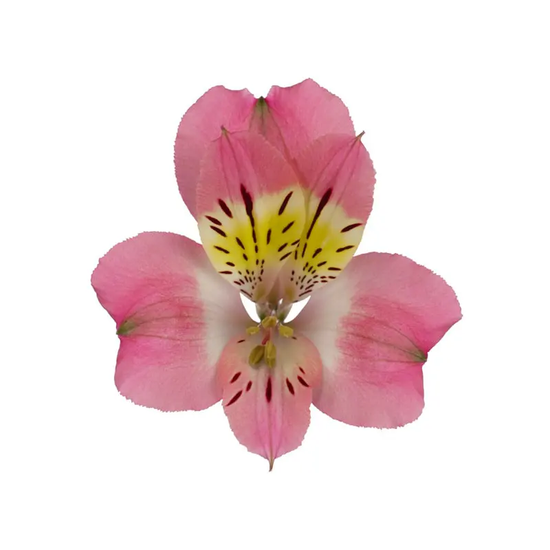 프리미엄 케냐 신선한 컷 Alstroemeria 핑크 소매 및 도매 신선한 컷 꽃 62cm 길이 오래 지속되는 꽃