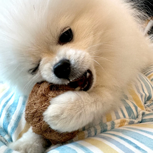 สุนัขที่เคี้ยวเป็นมิตรต่อสิ่งแวดล้อมปลอดภัยสำหรับสุนัขเคี้ยวของเล่นที่ดีที่สุดสำหรับสัตว์เลี้ยงของคุณจากเวียดนาม - Product Image 4