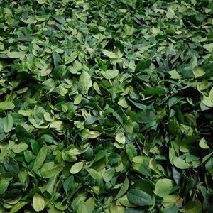 Feuilles de kaffir lime séchées, ingrédient naturel d'agrumes, idéal pour les restaurants, les fabricants d'épices et les assaisonnements culinaires, fabriqué au Vietnam. - Product Image 3