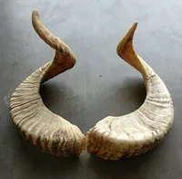 Corne de béliers moyenne Shofar coquille naturelle corne de buffle corne à boire Style animal poli décoration de la maison artisanat Technique brute
