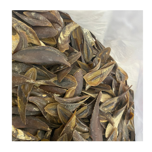 Crostacei di categoria Murex di conchiglia di Onycha di opercolo essiccato naturale - Product Image 3