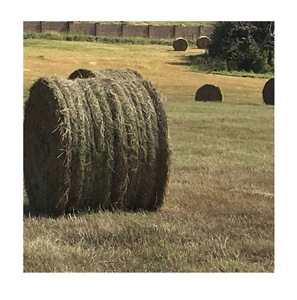 Foin d'alfalfa, foin de timothée et foin de bermuda de qualité, maintenant en stock. - Product Image 6
