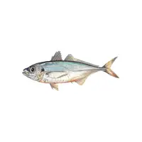 Frozen Bait Mackerel