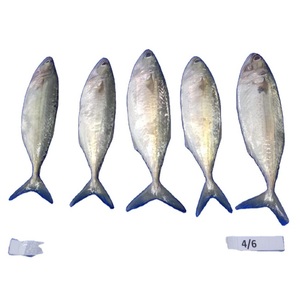 FRESH CONGELADO PACÍFICO MAKEREL PESCADO-GRADO A + ENVASADO AL VACÍO BAJO EN SODIO EXPORTACIÓN AL POR MAYOR - Product Image 2