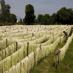 Fibra de sisal natural de precio agrícola para aplicaciones industriales y hilado - Product Image 6