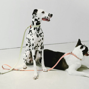 Correa SUMMA Simple Moderna y Cómoda para Perros, 1.2M, Material TPU Ecológico y Duradero, Remache Sólido, Impermeable y Lavable - Product Image 4