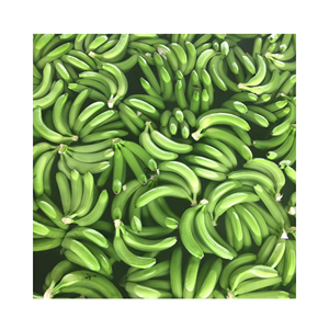 Fruta natural fresca Cavendish Banana para guarnición de cócteles y decoración de pastelería, origen de Vietnam, alta calidad premium al mejor precio - Product Image 6