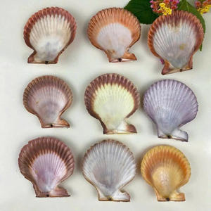 Grande coquille de coquillage blanc naturelle, véritable trésor marin pour la décoration de style côtier et les accents d'intérieur. - Product Image 6