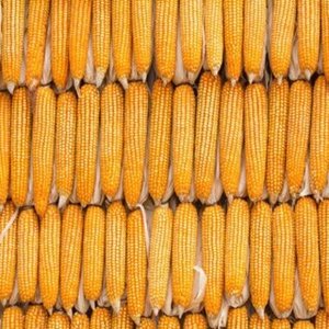 ¡En stock! Maíz Amarillo Dulce Seco de Nueva Cosecha al Por Mayor de Fábrica con el Mejor Sabor y Color Original en Venta - Product Image 1