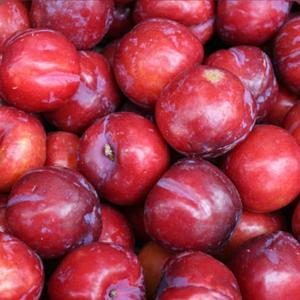 Prunes Fraîches de Qualité Supérieure Classe I - Variétés Douces Violettes Victoria & Black Diamond - Fruits à Noyaux de Qualité Export - Haute Teneur en Brix 12%+ - Product Image 2