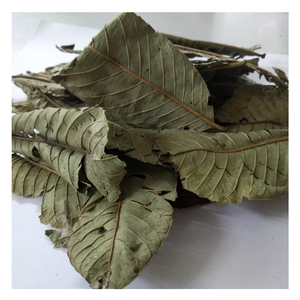 100% ใบฝรั่งออร์แกนิกจากเวียดนาม-ตากแดดเพื่อรักษาสารประกอบที่ออกฤทธิ์เหมาะสำหรับการฉีดสมุนไพร - Product Image 3