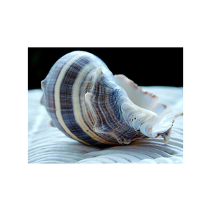 เปลือกหอยเป๋าฮื้อพรีเมี่ยมที่มีผิวสีรุ้งเหมาะสำหรับการฝังเครื่องประดับตกแต่งศิลปะวัสดุสิ้นเปลืองเปลือกหอยเป็นจำนวนมาก - Product Image 2