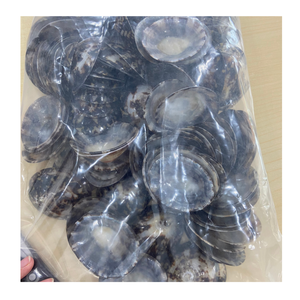 Limpet Shell utilisé dans les projets de bricolage et la décoration marine par l'exportateur du Vietnam 99 Gold Data Limpet Shell Supplier - Product Image 2