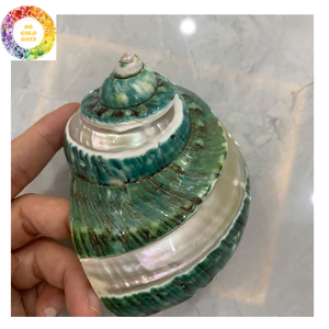 Coquille de Turbo Verte Naturelle Verte pour l'Artisanat et la Décoration Bon Prix du Vietnam Coquillages de Mer Écologiques - Product Image 3
