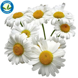 Huile essentielle de camomille allemande biologique Fourniture en gros de soins de la peau aromathérapie en vrac prix de gros marque privée de qualité thérapeutique - Product Image 4