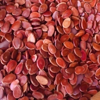 Graines de pastèque noire séchées au soleil de qualité supérieure / Graines de pastèque en vrac (idéales pour les collations et les garnitures) Graines de pastèque rouge