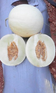 Graines hybrides de melon HONEY DEW F1 - Product Image 6