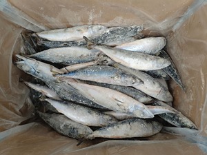 Caballa del Pacífico Congelada IQF al por Mayor con 12 Meses de Vida Útil y Servicios de Personalización Altamente Flexibles - Product Image 2