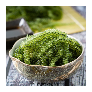 Uva de mar fresca y deshidratada de Vietnam: exportador a granel de uva de mar de primera calidad que ofrece excelentes ofertas - Product Image 1