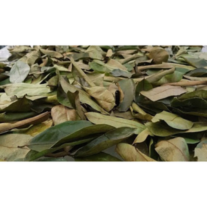 ใบทุเรียนเทศออร์แกนิกอบแห้งเกรดสูง-กราวิโอลา-ชุดชาสมุนไพรบริสุทธิ์ - Product Image 5