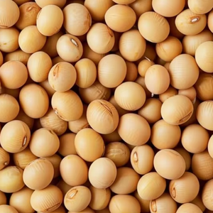 High Yield Soybean Seeds For Modern Farming